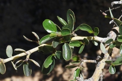 Ceanothus pendletonensis
