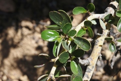 Ceanothus pendletonensis