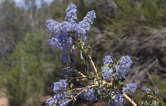 Ceanothus pendletonensis