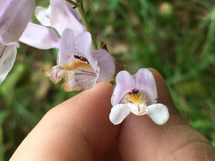 Penstemon laxiflorus
