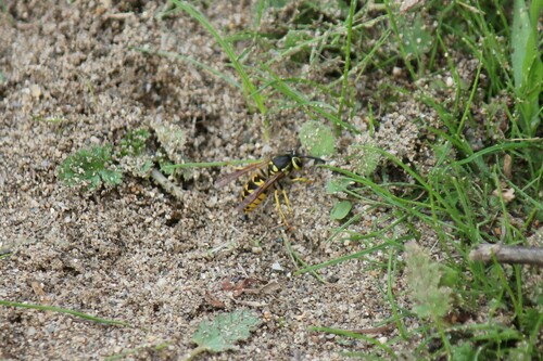 Western Yellowjacket