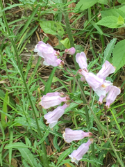 Penstemon laxiflorus