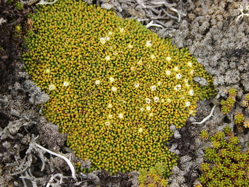 Phyllachne rubra (Phyllachne rubra)