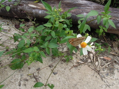 Bidens alba