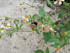 Bidens alba