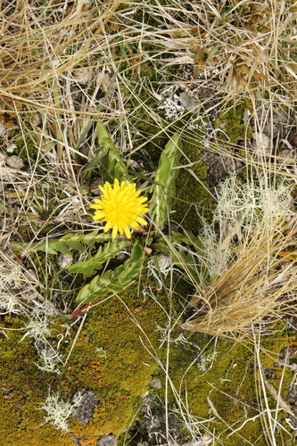 Image of Taraxacum zealandicum by (c) Joe Dillon, some rights reserved (CC BY)