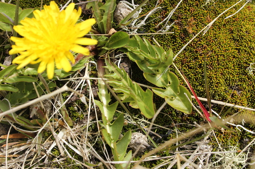 Image of Taraxacum zealandicum by (c) Joe Dillon, some rights reserved (CC BY)