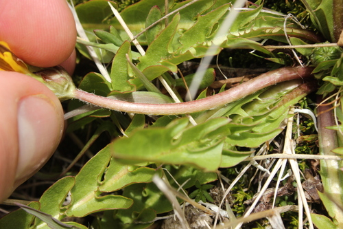 Image of Taraxacum zealandicum by (c) Joe Dillon, some rights reserved (CC BY)