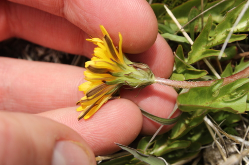 Image of Taraxacum zealandicum by (c) Joe Dillon, some rights reserved (CC BY)