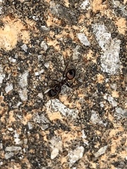 Solenopsis saevissima