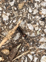 Solenopsis saevissima