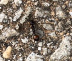 Solenopsis saevissima