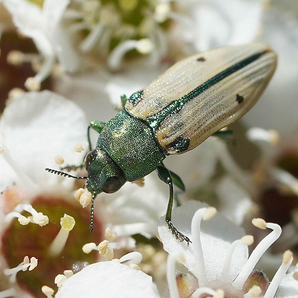 Castiarina sexguttata