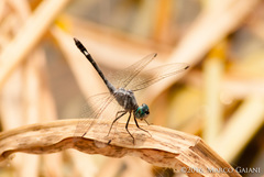 Micrathyria aequalis
