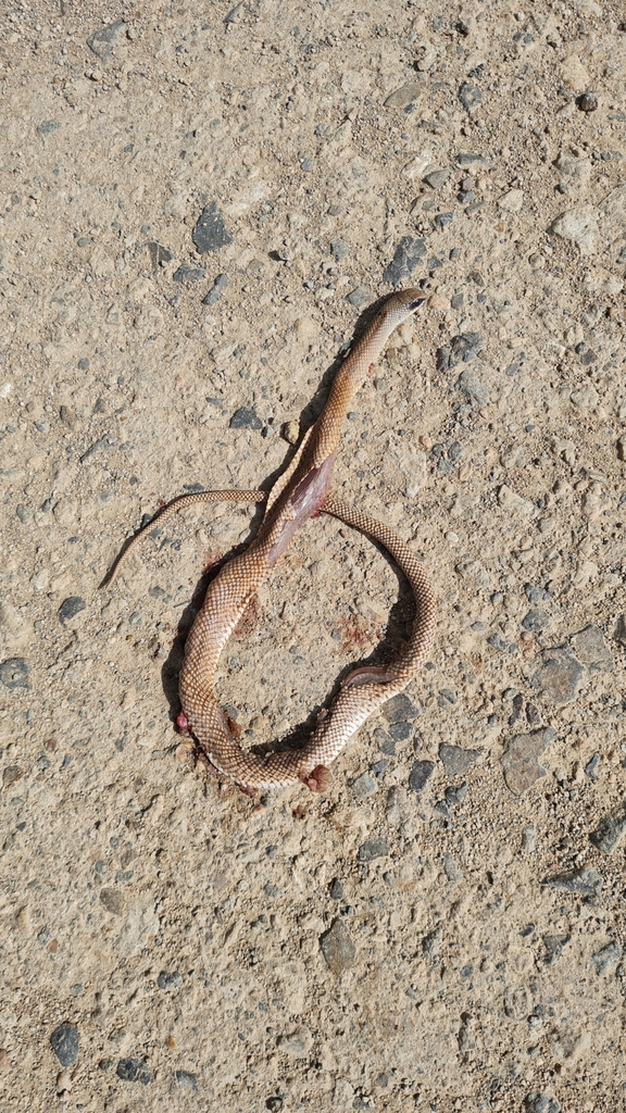 Eastern Rufous Beaked Snake from Chiredzi, Zimbabwe on December 6, 2023 ...