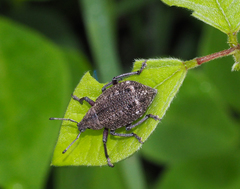 Stenocorynus subfasciatus