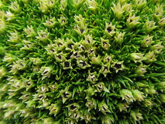 Colobanthus squarrosus drucei