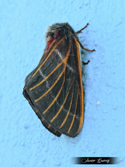 Hemileuca rubridorsa