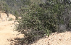 Ceanothus pendletonensis
