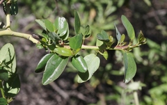 Ceanothus pendletonensis