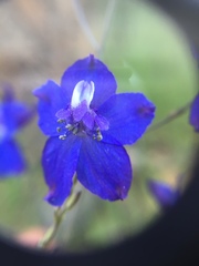 Delphinium decorum