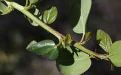 Ceanothus pendletonensis
