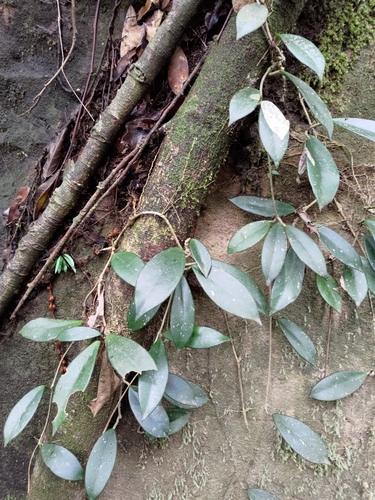 Hoya carnosa