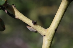 Ceanothus pendletonensis