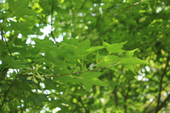 Acer serrulatum