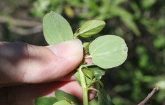 Ceanothus pendletonensis