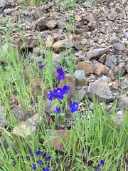 Delphinium decorum