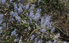 Ceanothus pendletonensis