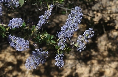 Ceanothus pendletonensis