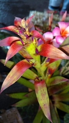 Tillandsia leiboldiana