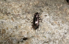 Notiophilus semiopacus