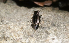 Notiophilus semiopacus