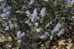 Ceanothus pendletonensis