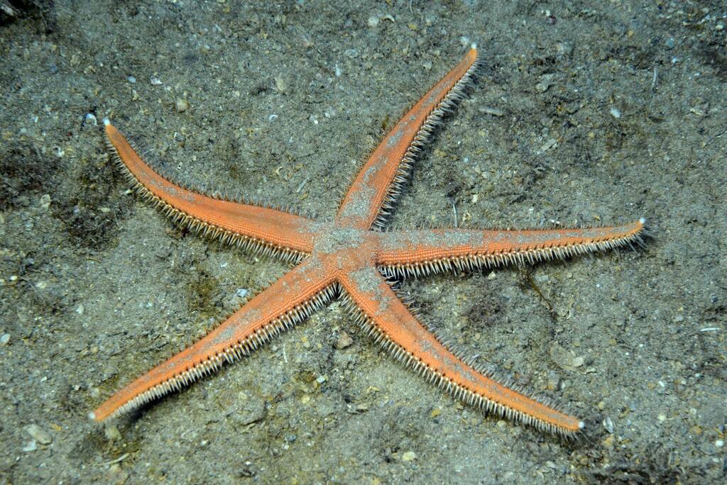 Luidia Sea Stars