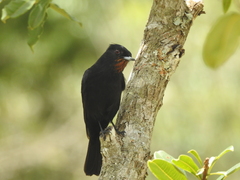 Knipolegus nigerrimus