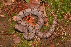 Hognosed Pit Viper photo 2