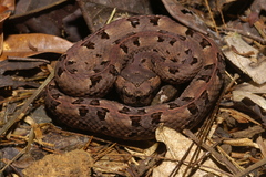 Hognosed Pit Viper photo 3