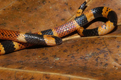 Central American Coral Snake photo 5