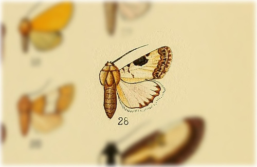 Pseudina albina