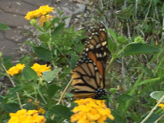 Danaus plexippus