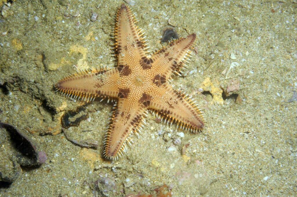 Astropecten hemprichi