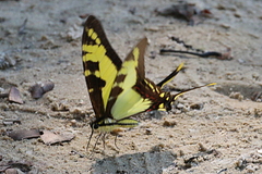 Neographium thyastes