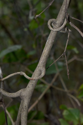 Salacia disepala, 2023-11-07