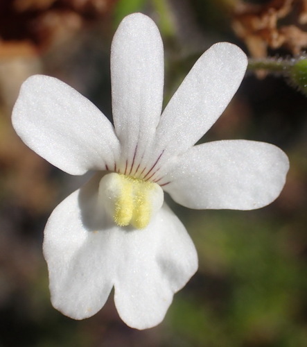 Variable Lionface (Nemesia versicolor)