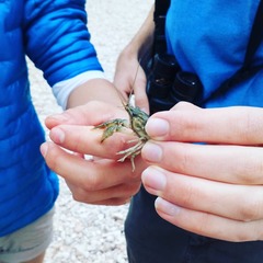 Faxonius occidentalis