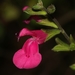 Salvia microphylla - Photo (c) CARLOS VELAZCO,  זכויות יוצרים חלקיות (CC BY-NC), uploaded by Carlos G Velazco-Macias